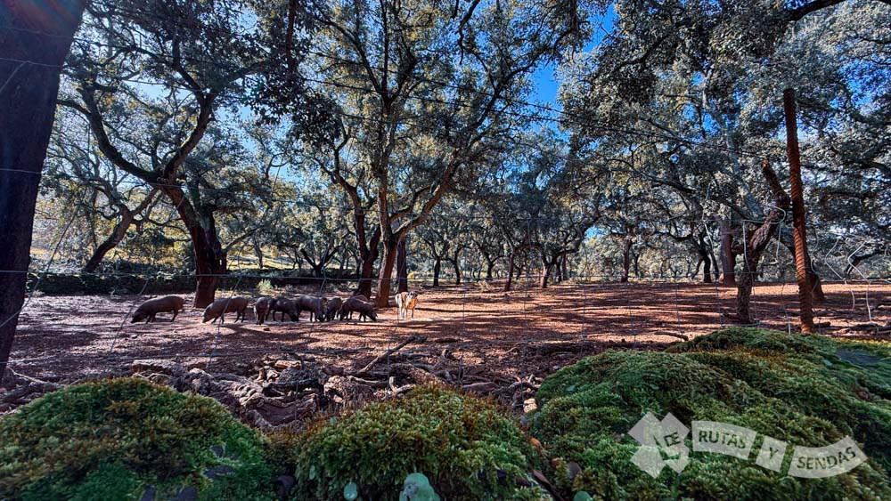 Finca de cochinos antes del fuerte ascenso