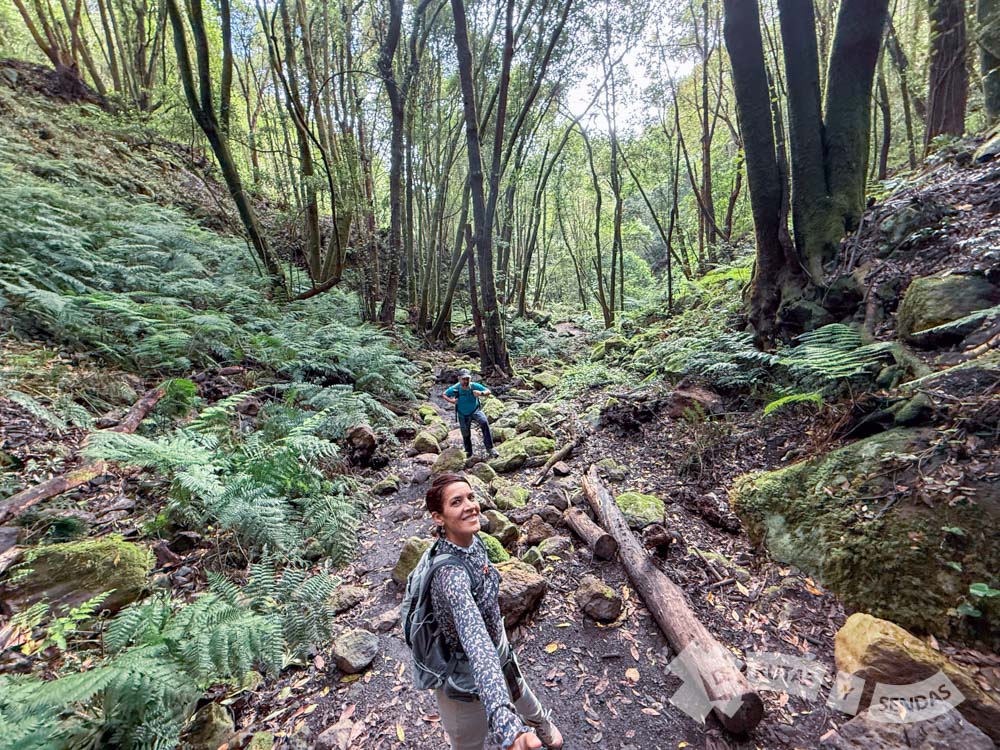 Por el bosque de laurisilva