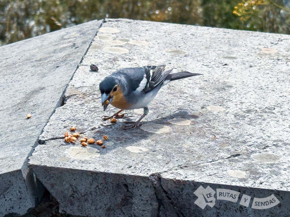 El pinzón tomando un aperitivo